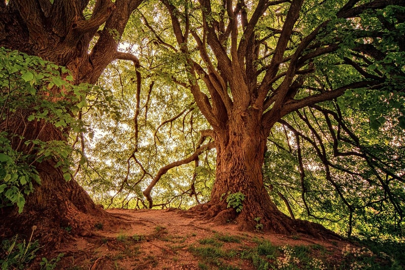 Mindful Walking in Nature